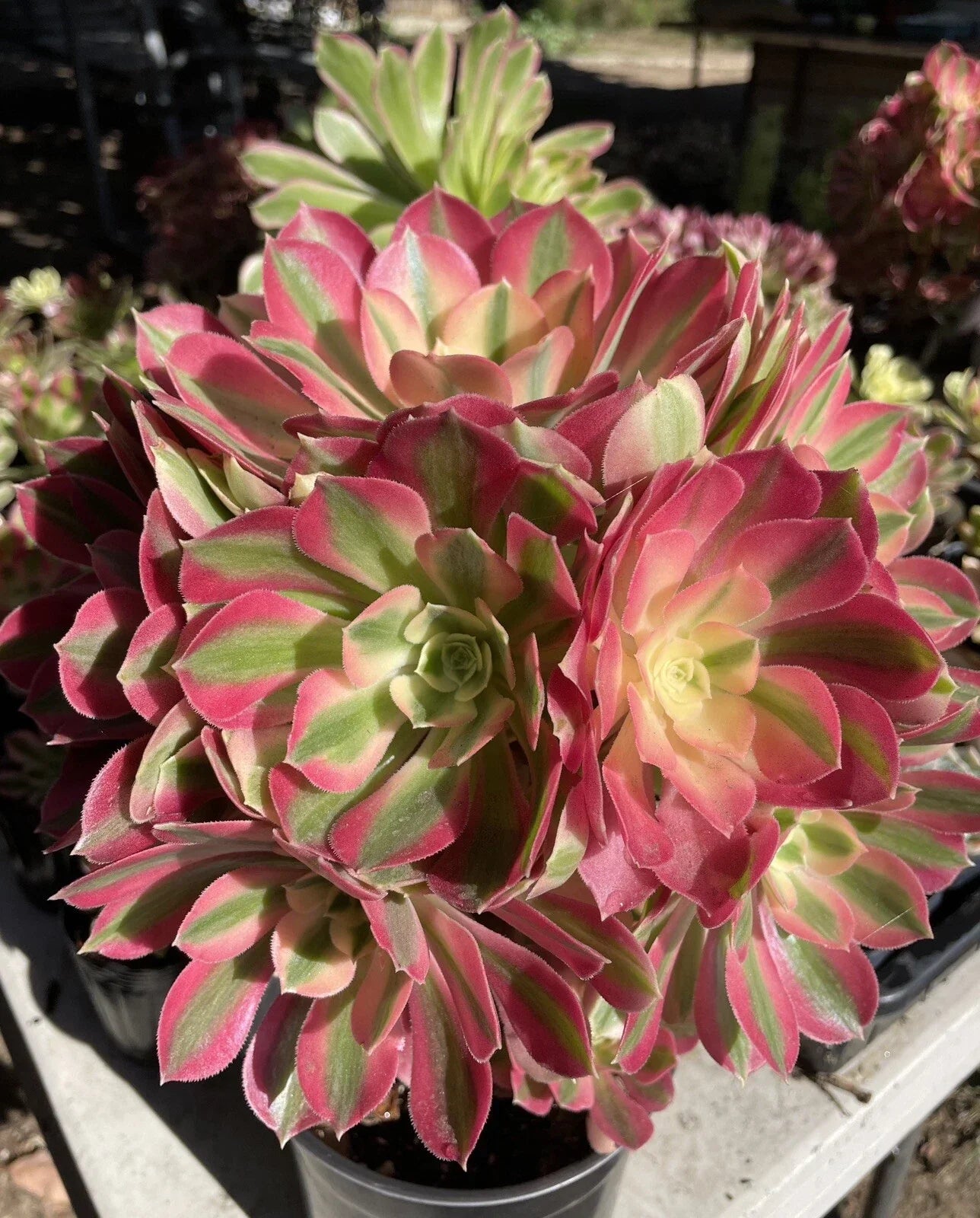 Live Succulent Cutting 2.5" Aeonium 'Pink Witch' - Unique Pink & Green Rosette for Home Decor & Gardens