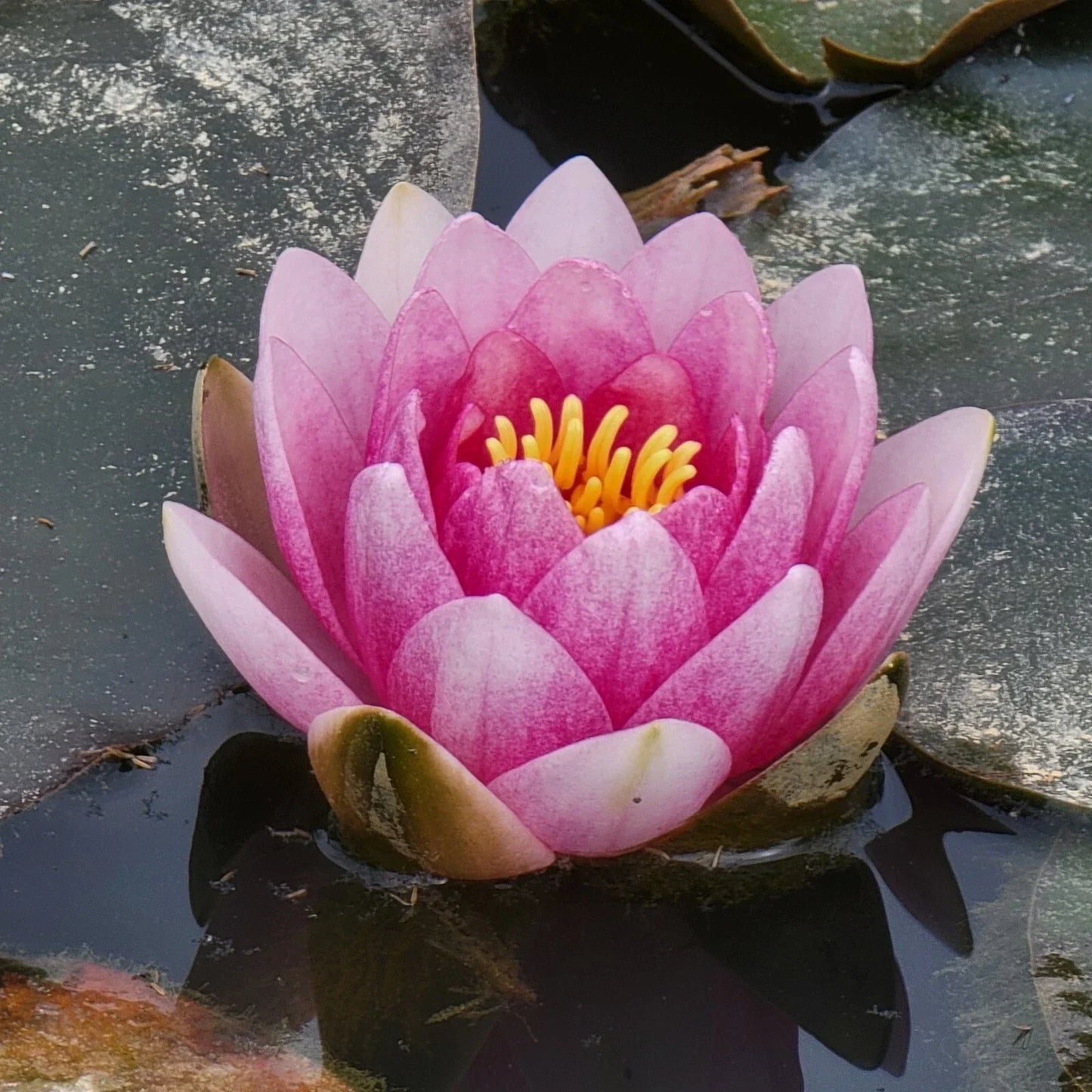 Pink Flowering Pond Lily Root Ball - Nymphaea spp. - 2 lbs - Fresh Water Plant for Garden Ponds - USA Origin