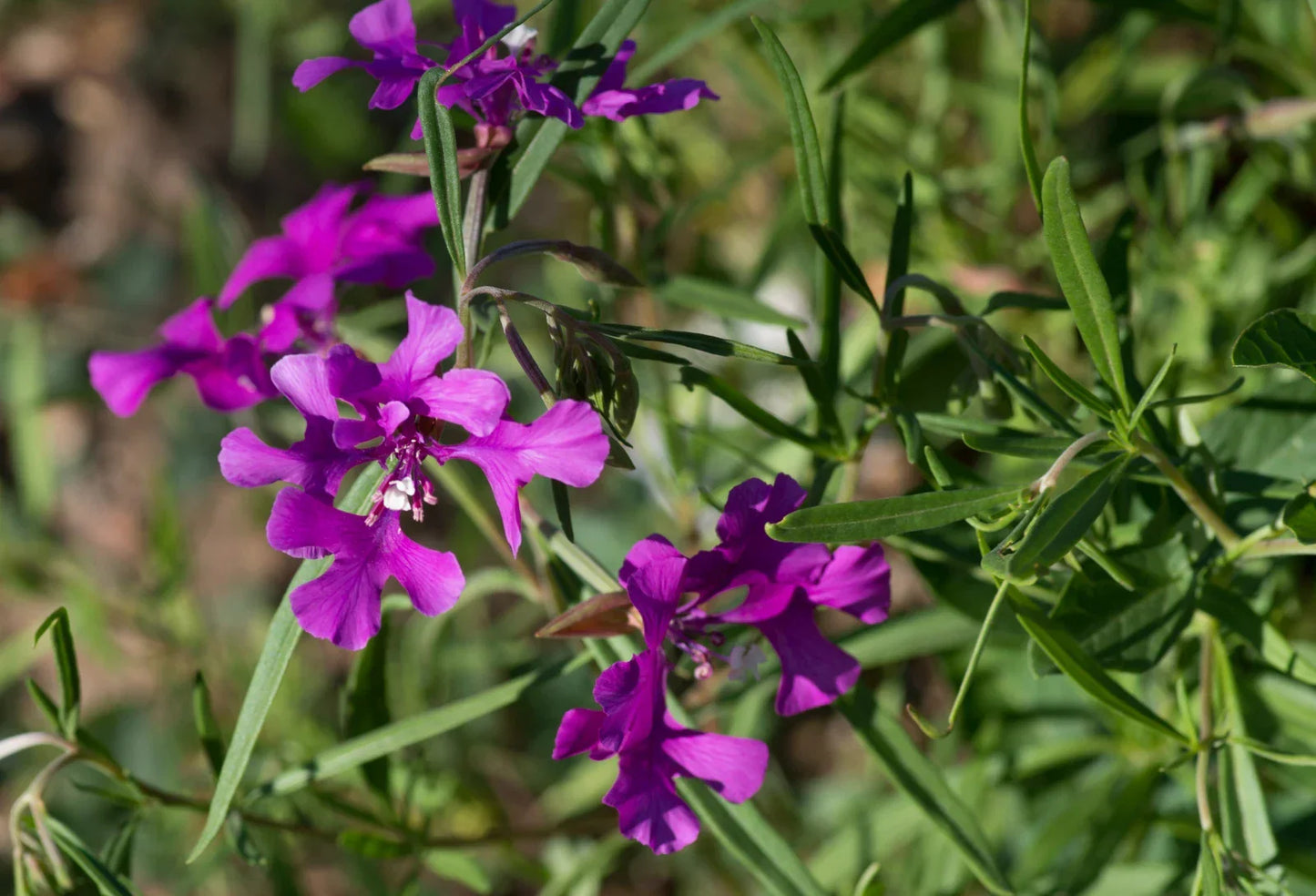 Clarkia Pulchella Seeds - 200 Count - Deerhorn Clarkia - Non-GMO Flower Seeds for Garden - Vibrant Pink & Purple Blooms