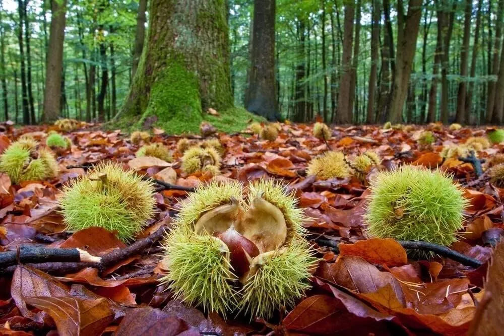 Colossal Chestnut Tree Seeds - Large Size - Castanea sp Colossal - Grow Delicious Nuts - Perfect for Gardens