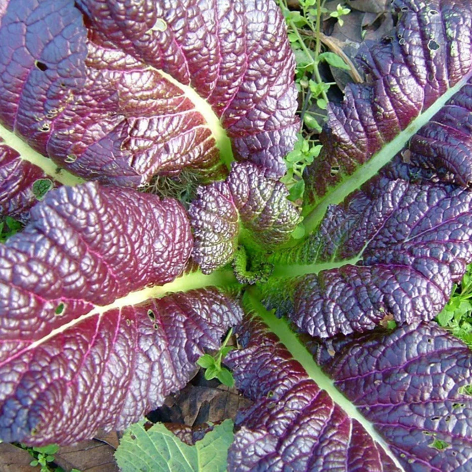 Japanese Giant Red Mustard Greens Seeds - 500+ Count - Non-GMO - Brassica juncea - Fast-Growing, Colorful Greens for Home Gardens