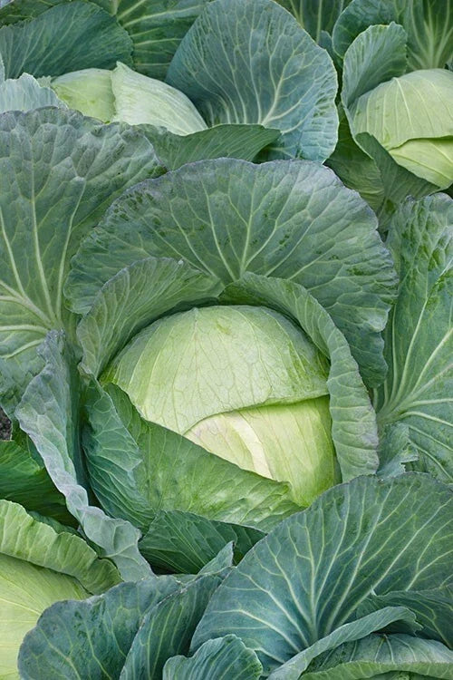 Cabbage Seeds - 600+ Heirloom NON-GMO - Brassica oleracea var. capitata - All Seasons Vegetable Seeds for Home Garden