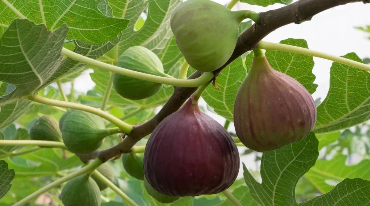 Magnolia Fig Seeds - 100+ Count - Ficus carica - Non-GMO Garden Planting - Enhance Your Outdoor Space - USA Shipping