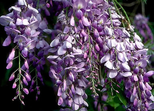 Blue Chinese Wisteria Live Plant - Rooted Vines (1-2 ft) - Heirloom Purple Flowers - Wisteria sinensis