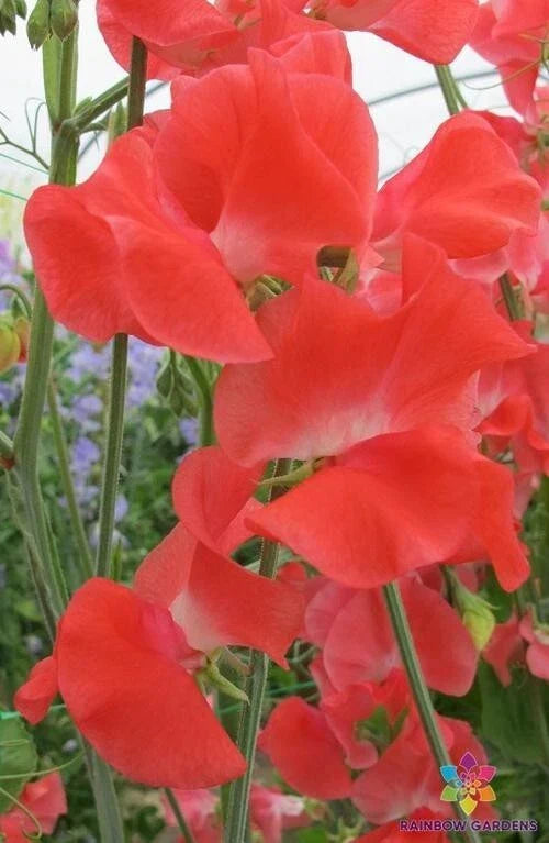 Sweet Pea Seeds - 50+ Pack - Edith Flanagan - Lathyrus odoratus - Heirloom Non-GMO Garden Seeds - Vibrant Fragrant Flowers