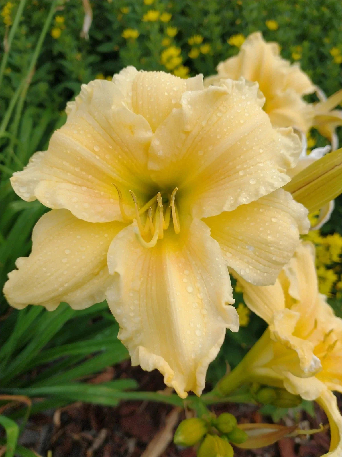 Day Lily Lot of 2 Bare Root Perennial Plants, Yellow Flowers, Hemerocallis spp., Summer Bloomer, Easy Care Garden Plants
