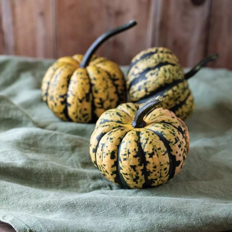 Honey Bun Acorn Squash Seeds, 10 Count, Heirloom Variety, Cucurbita pepo, Compact Growth, Sweet Flavor