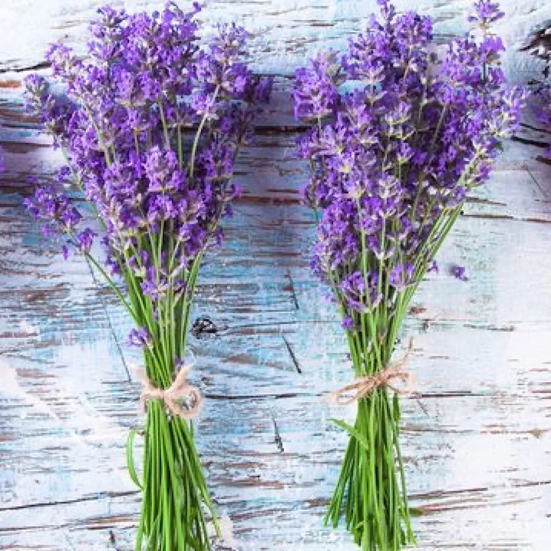 600+ Lavender Seeds - Non-GMO Perennial Herb - Purple Blooms - Lavandula angustifolia - USA Grown