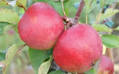 Stayman Apple Seeds - 25+ Seeds - Malus domestica - Non-GMO, USA Origin - Perfect for Home Gardening and Orchards