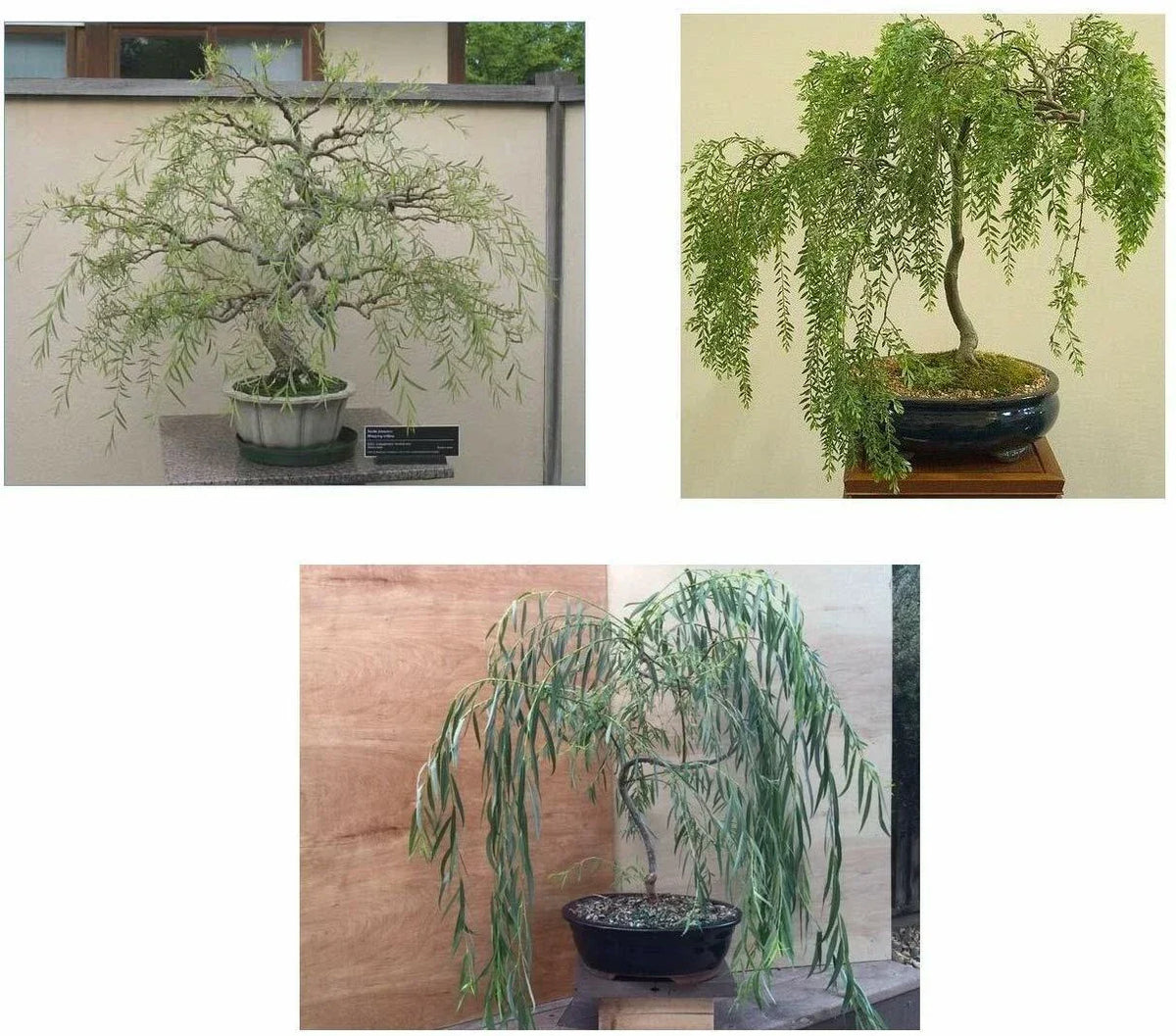 Bonsai Willow Tree Bundle - 3 Large Trunk Cuts - Salix babylonica - Indoor Outdoor Plant Decor - Exotic Ficus Variety