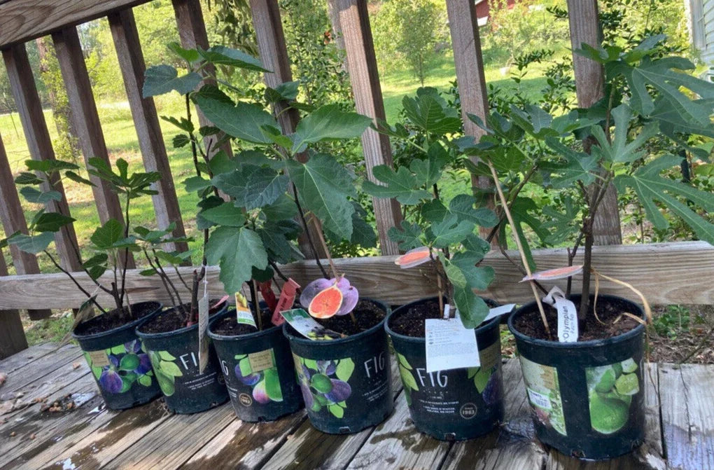 Fruiting Fig Plant in Gallon Pot, Ficus carica, Indoor/Outdoor, Well Rooted, Sweet Figs, Deciduous Shrub, Easy Care