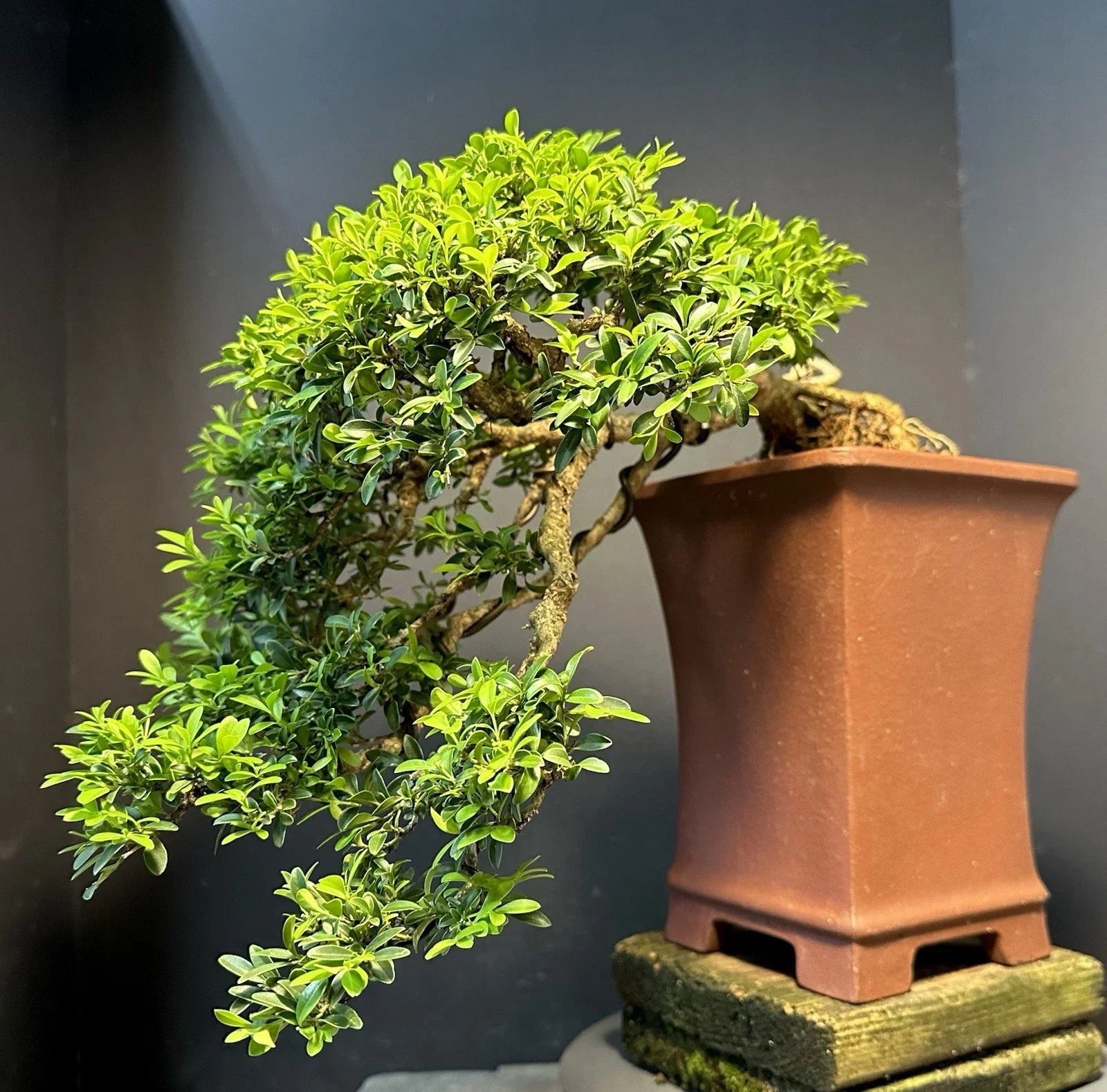 Bonsai Tree 12” Kingsville Boxwood in Yixing Zisha Pot - Buxus microphylla var. japonica - 30-35 Years Old, Indoor Outdoor Decor