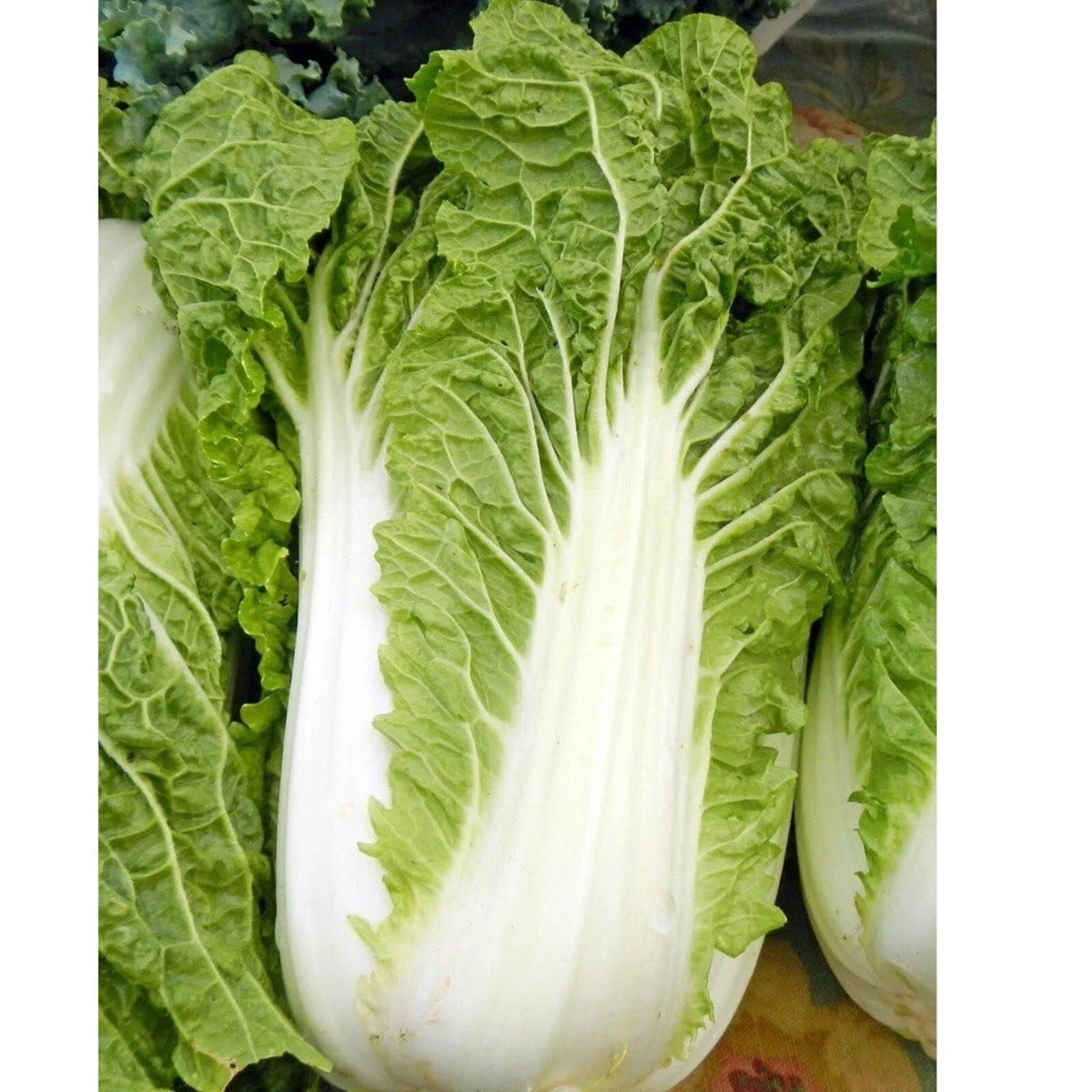 Napa Cabbage Seeds 200+ Heirloom Non-GMO Organic Michihili Brassica rapa subsp. pekinensis for Salads & Stir-Fries