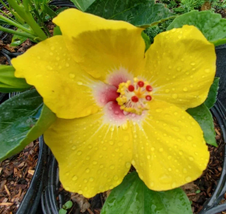 Hawaiian Yellow Hibiscus Live Plant 5" Starter - Hibiscus brackenridgei - Exotic Tropical Multicolor Blooms, Bare Root