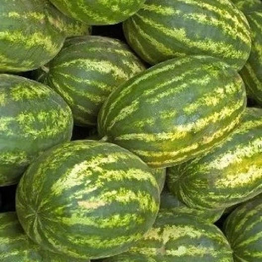 Watermelon Seeds 20+ Striped Klondike Picnic Melons Citrullus lanatus, Heirloom Garden Seeds, Free Shipping