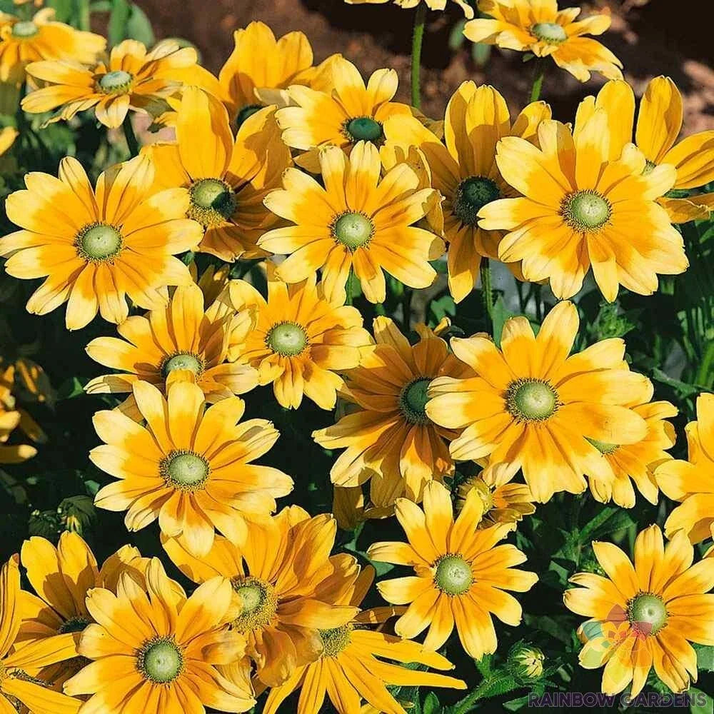 Rudbeckia Seeds - 200+ Green Eyes Black-Eyed Susan - Rudbeckia hirta - Non-GMO Garden Flower Seeds for Pollinator Attraction