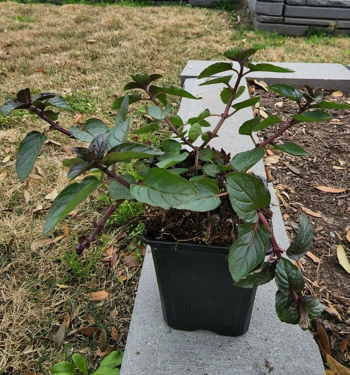 Spearmint Plant in Soil 5" - 8" | Mentha spicata | Aromatic Culinary Herb for Home Garden and Medicinal Uses