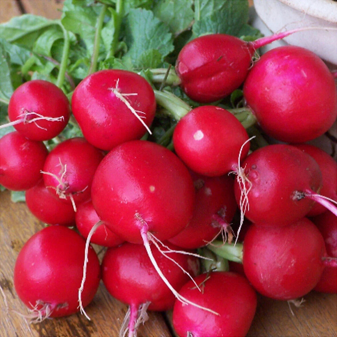 Champion Radish Seeds 250 Ct Heirloom Non-GMO Raphanus sativus for Vegetable Garden Planting
