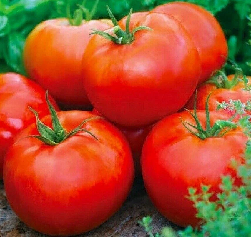 ACE 55 Tomato Seeds - 100+ Pack Culinary Cooking Vegetables - Solanum lycopersicum - Perfect for Sauces & Salads