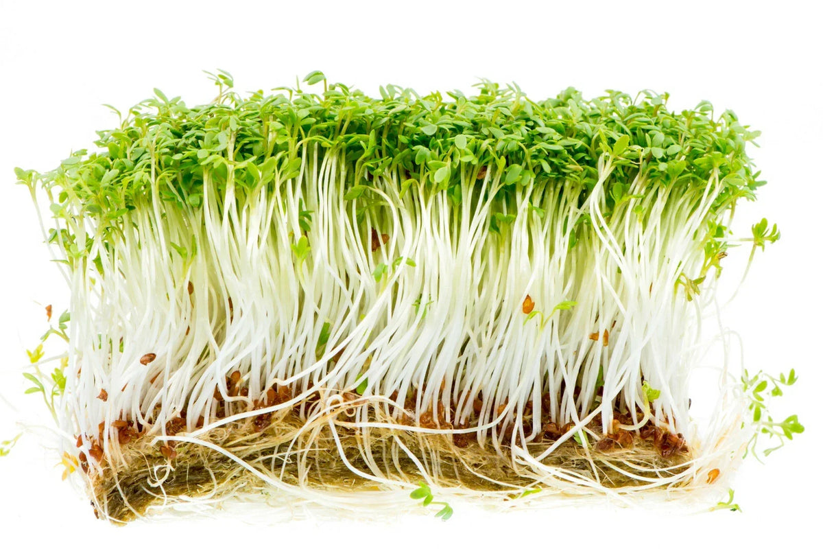 Curled Garden Cress Seeds - 1000+ Non-GMO Microgreens - Lepidium sativum - Fast Germination, Easy to Grow