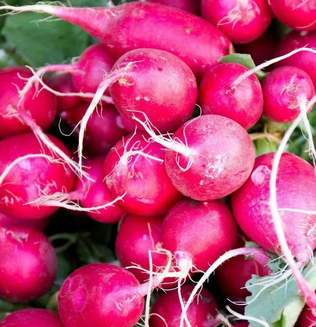 Pink Celebration Radish Seeds | Daikon Variety | Raphanus sativus | Non-GMO Seeds for Fast Growth and Vibrant Color