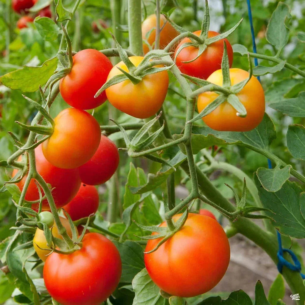 Stupice Tomato Seeds - Organic NON-GMO Heirloom, Cold Tolerant Early Variety, Solanum lycopersicum for Home Gardening
