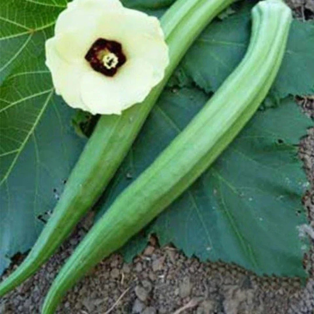 Organic Perkins Long Pod Okra Seeds - Heirloom Non-GMO - Abelmoschus esculentus - Fresh for Sustainable Gardening