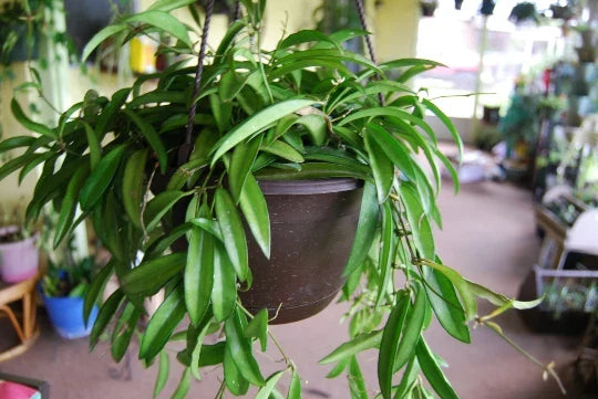 Rooted Starter Cutting Hoya Wayetii - Flowering Tropical House Plant - Easy Care Indoor/Outdoor Plant - Hoya wayetii