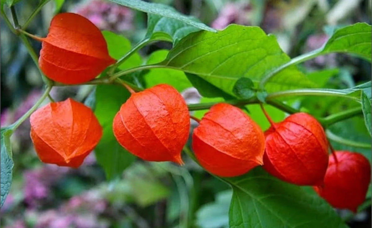 Rare Heirloom Chinese Lantern Seeds - 10-100 Pack - Physalis Alkekengi - Unique Garden Plant for Pollinators and Decor