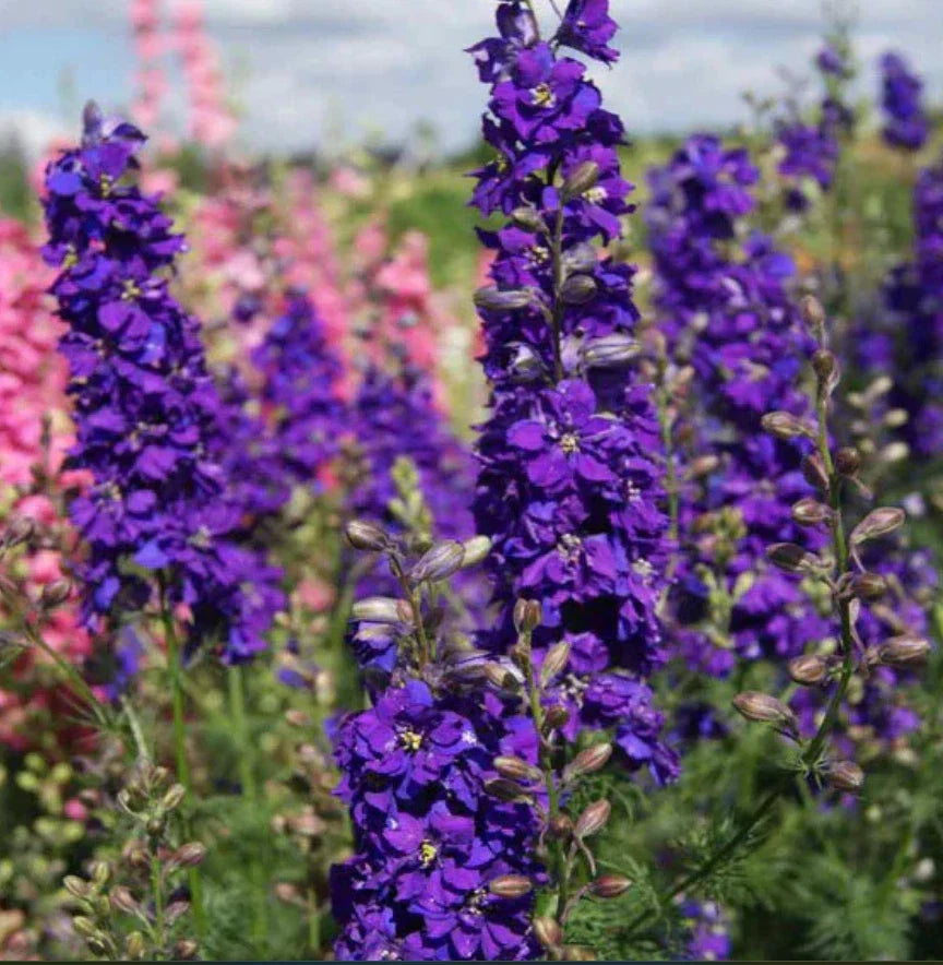 Delphinium LILAC SPIRE Seeds - 100 Non-GMO Purple Larkspur - Early Blooming Cut Flowers - Delphinium elatum