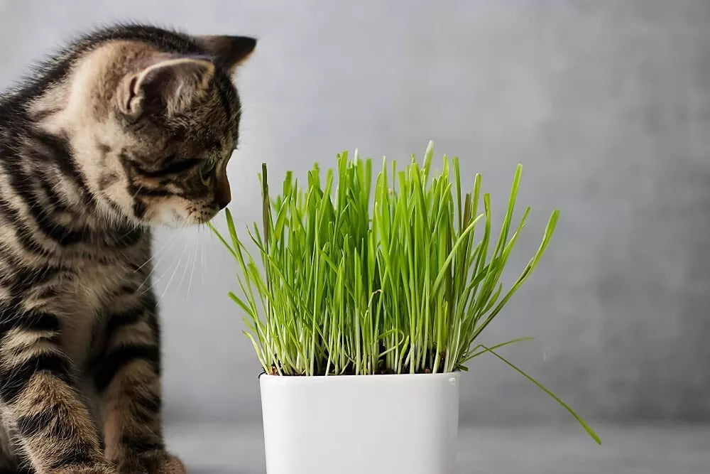 Cat Grass Seeds 1 Pound - Nutritious Avena sativa for Cats - Easy to Grow, Non-GMO, Fast Germination, Indoor/Outdoor Use