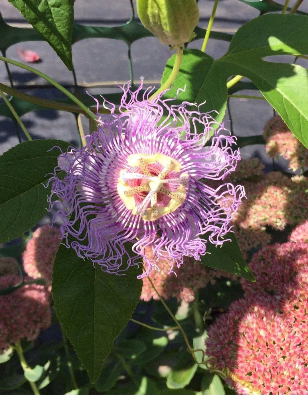 Live Potted Maypop Vine - Rare Exotic Passionflower - Passiflora incarnata - Fast-Growing, Unique Garden Plant