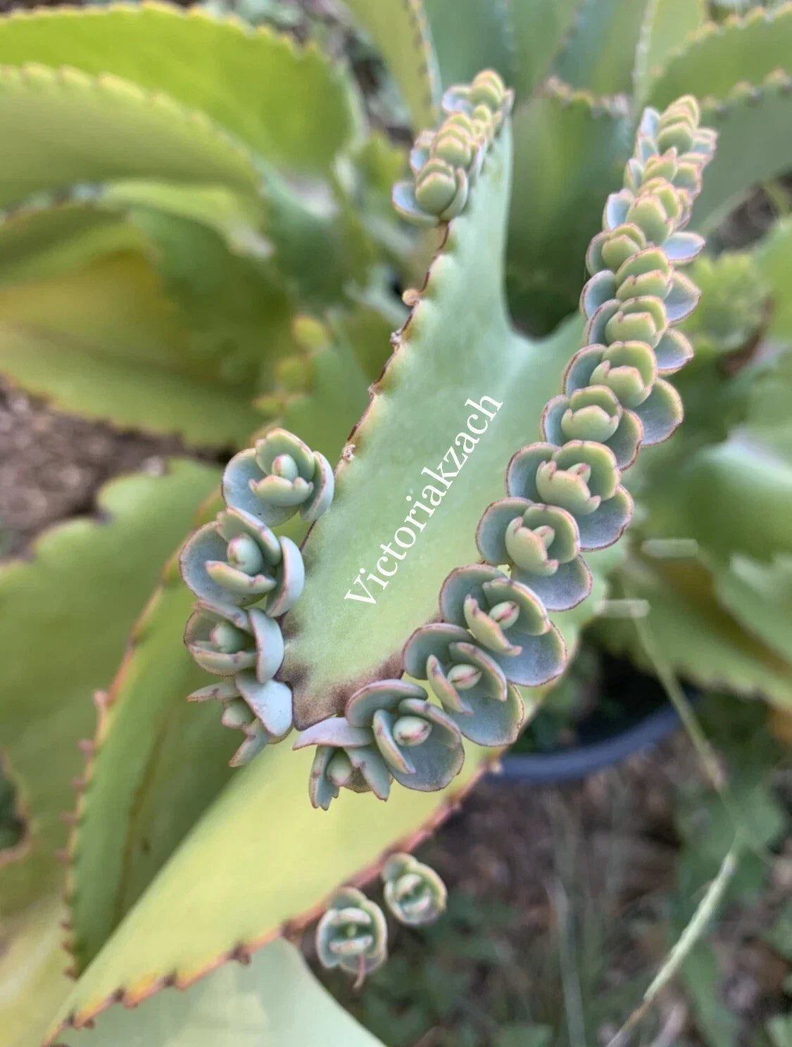 Mother of Millions Cuttings - 10+ Kalanchoe daigremontiana - Mexican Hat Plant for Easy Propagation - Succulent Gardening