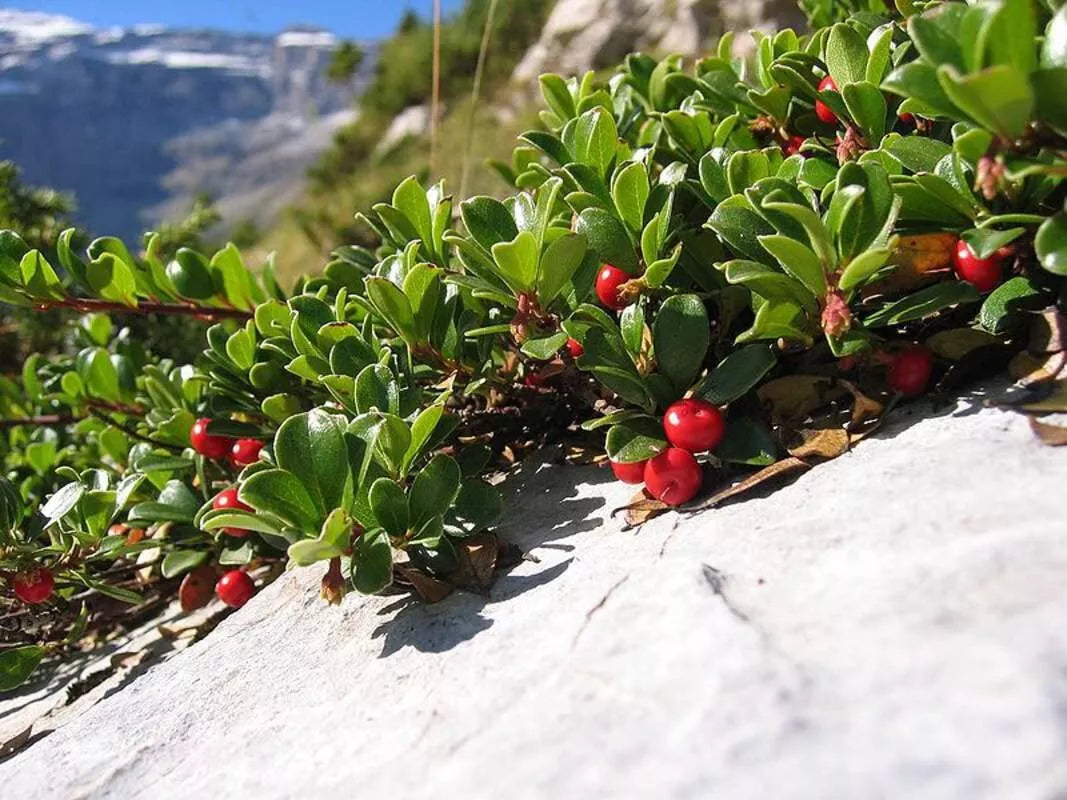 Bearberry Seeds - 15 Pack - Fruit Bearing Ground Cover - Arctostaphylos uva-ursi - Evergreen Foliage and Wildlife Friendly