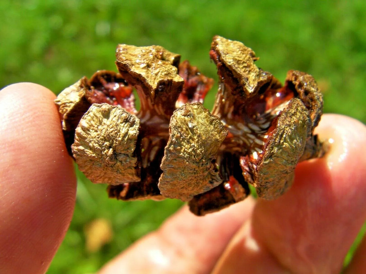 Italian Cypress Pods - 10 Count Natural Craft Materials - Cupressus sempervirens - Eco-Friendly Decor Elements