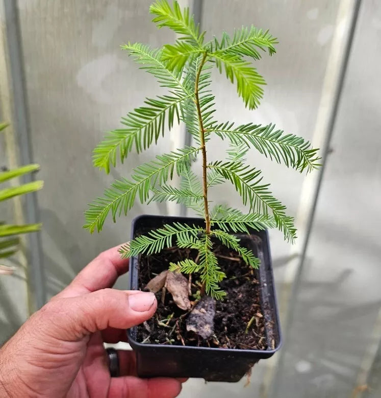 Bald Cypress Tree Seedlings 10-18" Bare Root 2-Pack Taxodium distichum for Garden Landscaping