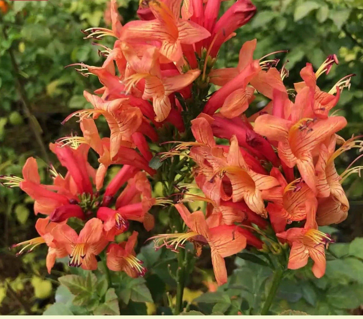 Cape Town Coral Tecomaria Starter Plant - Small Rooted Hummingbird Attractor - Tecomaria capensis - Vibrant Coral Flowers
