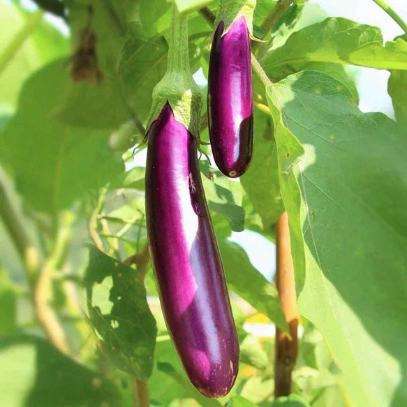 Long Purple Eggplant Seeds | Pack of 20 | Italian Heirloom Aubergine | Solanum melongena | Non-GMO Gardening Seeds