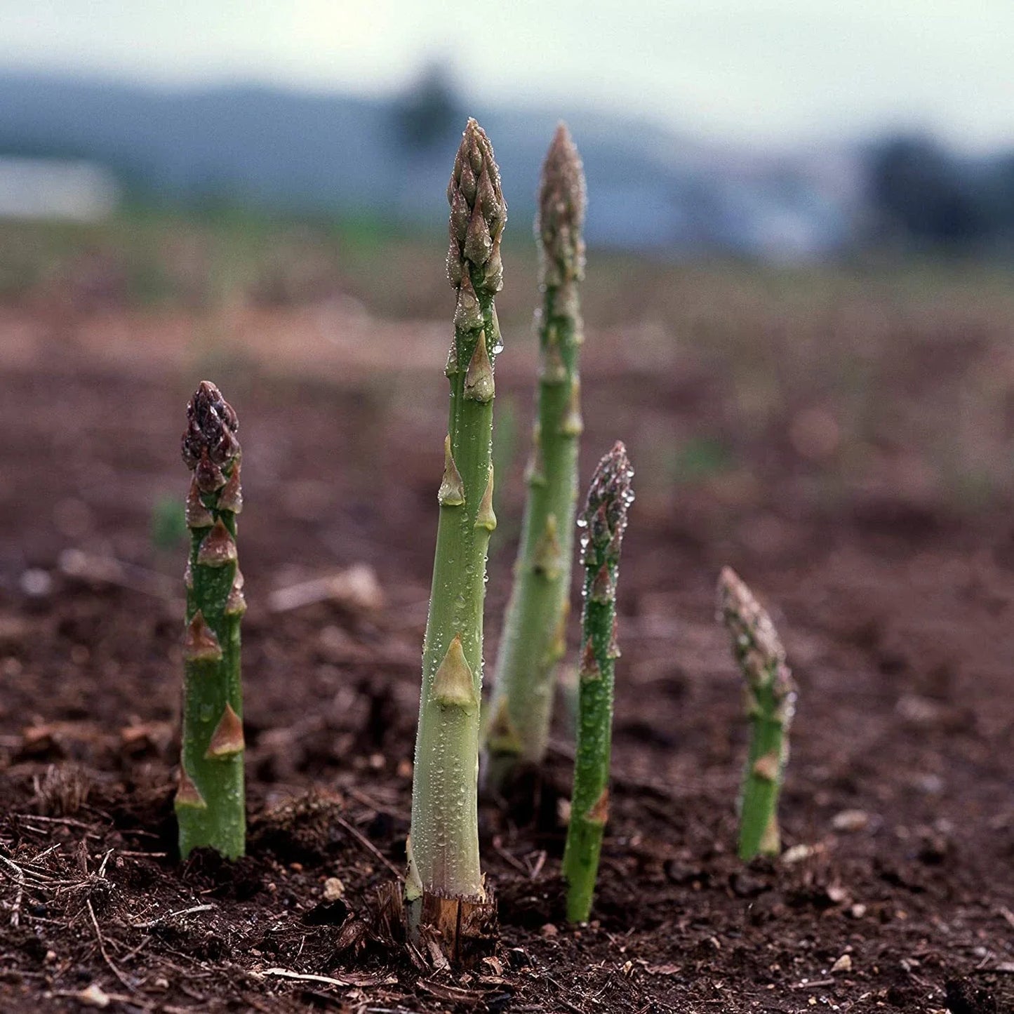 Asparagus Seeds UC 157 F2 Hybrid, Popular Planting Variety, Non-GMO, Asparagus officinalis, Free Shipping