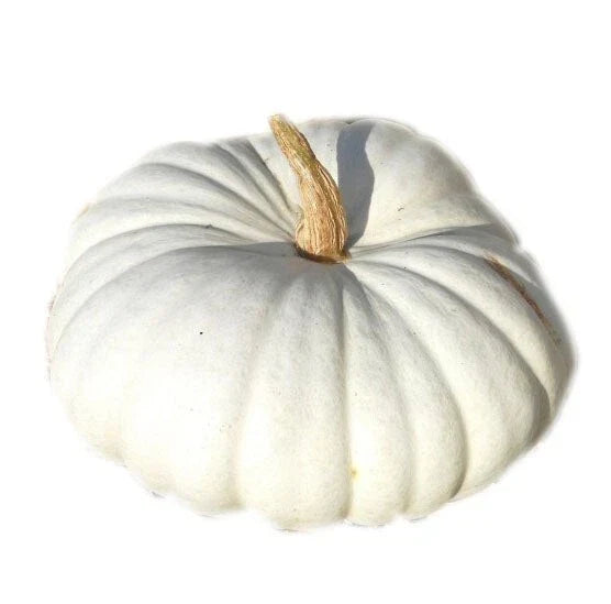 White Flat Boer Pumpkin Seeds - Heirloom Cucurbita pepo - Non-GMO Fresh Seeds for Planting - Unique Culinary & Decorative Use