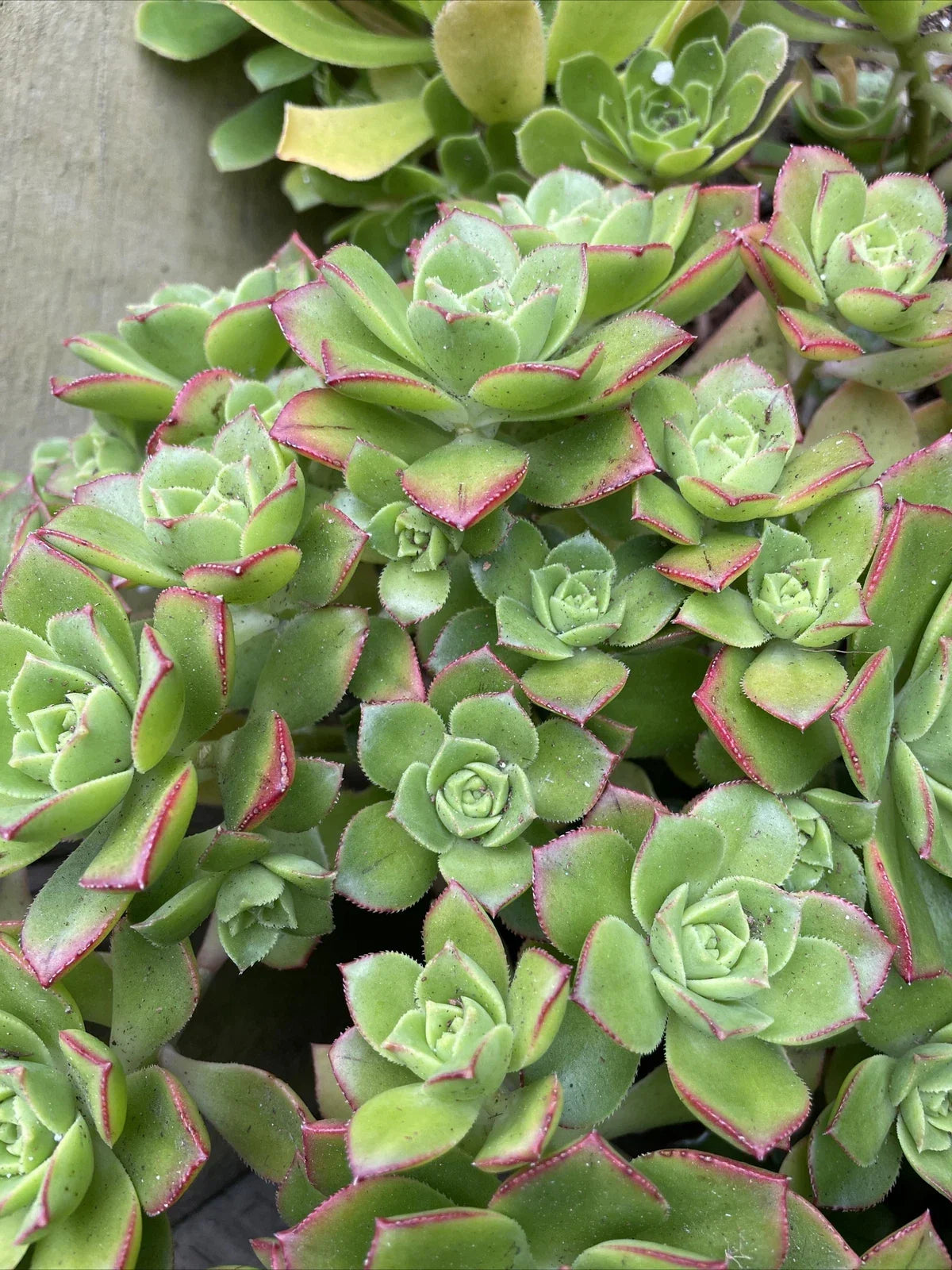 Live 3'' Aeonium Pinwheel Succulent Cuttings - Aeonium 'Pinwheel' - Indoor Plant Decor - 5 Cuttings for Propagation