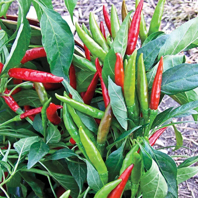 Thai Hot Pepper Seeds - 20 Heirloom Seeds - Capsicum annuum - Extremely Hot Ornamental Patio Plant