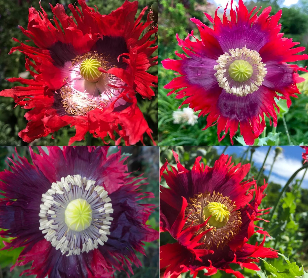 Poppy Seeds 1000 Count Drama Queen Red Purple Frilled Edges Non-GMO Papaver somniferum for Garden or Cut Flowers