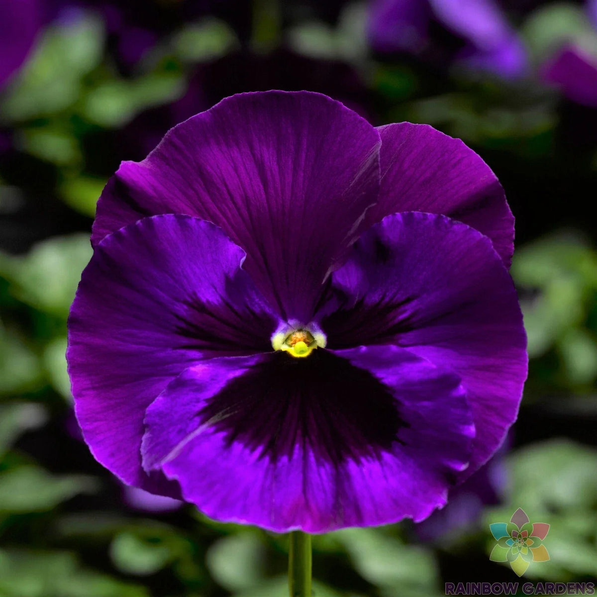 Delta Neon Violet Pansy Seeds - 200+ Count - Viola tricolor - Non-GMO, Easy to Grow, USA Grown, Garden Planting