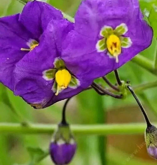 Thunbergia Erecta 'King's Mantle' Purple Cuttings - 7 Unrooted 6" Live Flower Plant Cuttings for Home Gardening