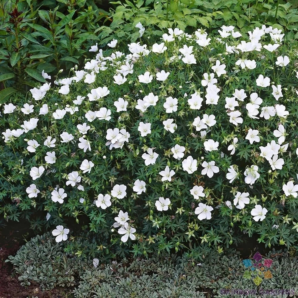 25+ White Cranesbill Geranium Seeds - Geranium maculatum - Non-GMO, USA Grown, Easy to Grow, Attracts Pollinators