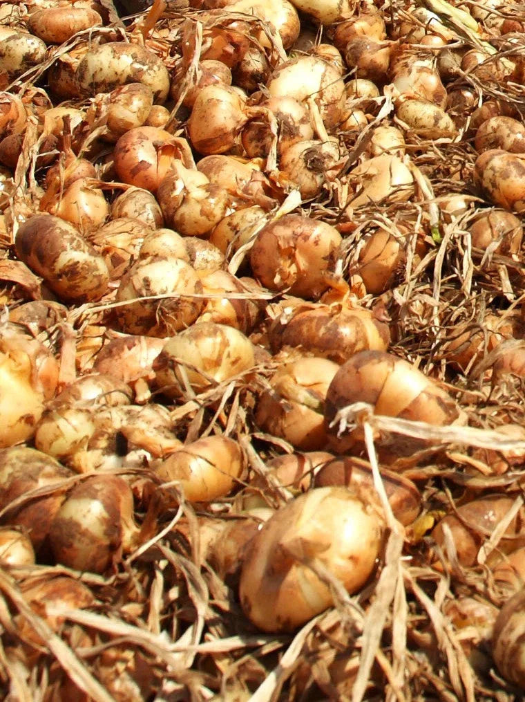 Borettana Yellow Cipollini Onion Seeds - Sweet Italian Flat Variety - Non-GMO - Allium cepa - Perfect for 2025 Planting