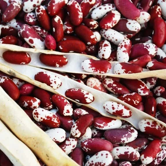 Jacob's Cattle Bean Seeds - 20 High Yielding Seeds - Mottled Red and White - Phaseolus vulgaris