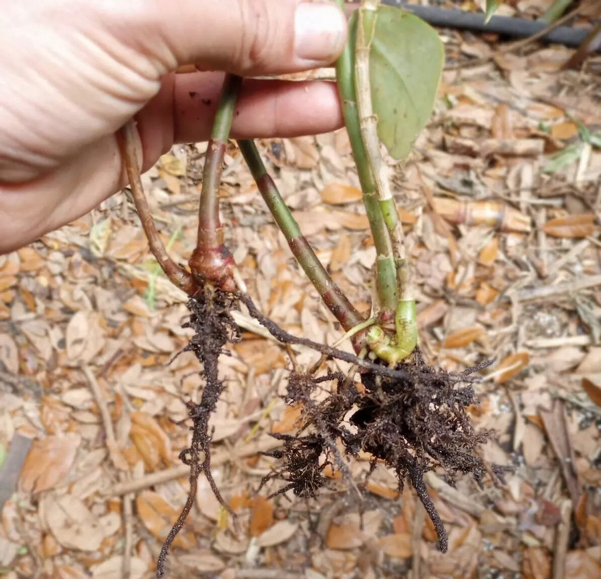 Spiral Ginger Rhizomes 6-10" Organic Costus barbatus - 2 Rooted Plants for Tropical Garden Decor