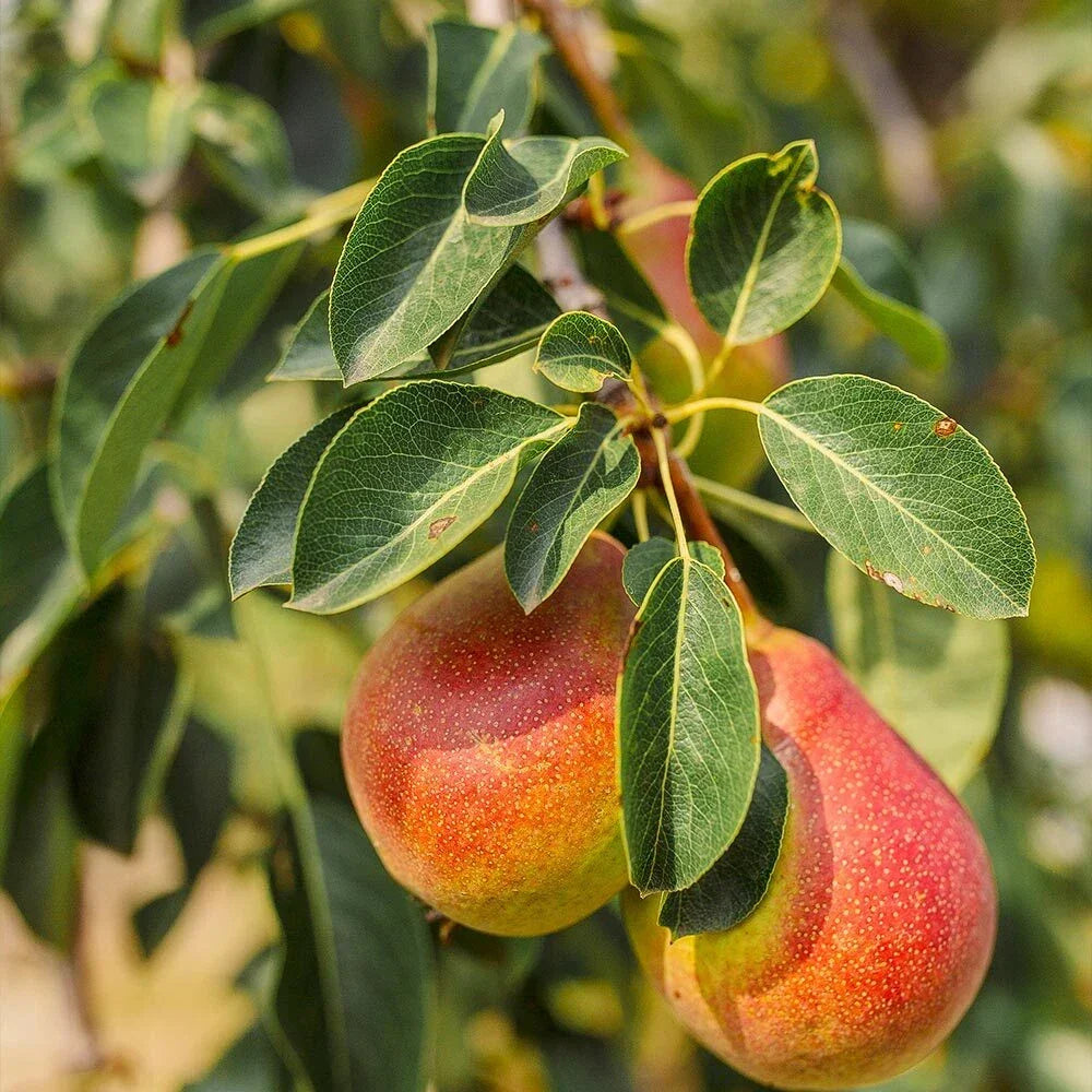 Forelle Pear Seeds - Pyrus Pyrifolia Edible Fruit Tree Seeds for Home Garden - Pack of 10 High Germination Quality Seeds